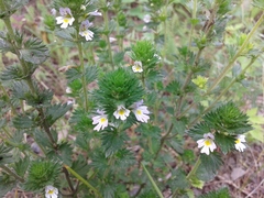 Euphrasia pectinata