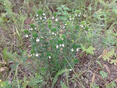Euphrasia pectinata