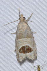 Notocelia uddmanniana