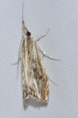 Catoptria verellus