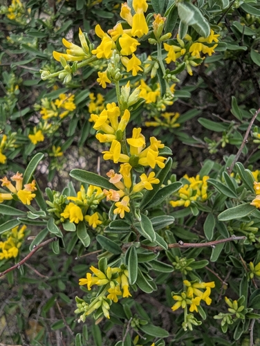 Image of Anthyllis hermanniae by (c) Dan Wrench, some rights reserved (CC BY)