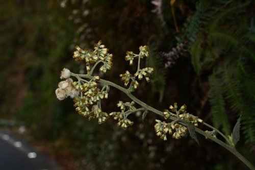 Blumea repanda