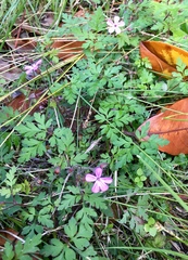 Geranium robertianum