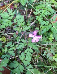 Geranium robertianum