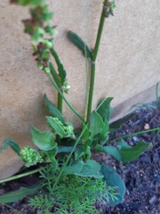 Rumex cordatus