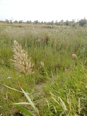 Phragmites australis