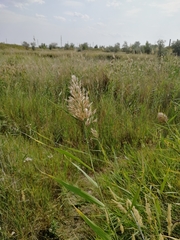 Phragmites australis