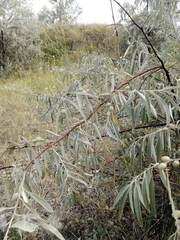 Elaeagnus angustifolia