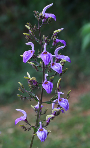 Brillantaisia cicatricosa image