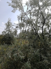 Elaeagnus angustifolia