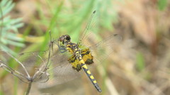Celithemis martha