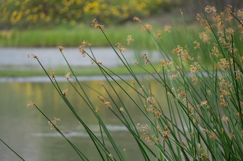 iNaturalist observation photo of California bulrush