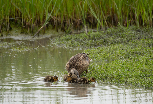 iNaturalist observation photo of Mallard