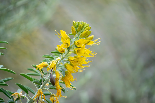 iNaturalist observation photo of Bladderpod