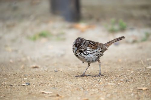iNaturalist observation photo of Song Sparrow