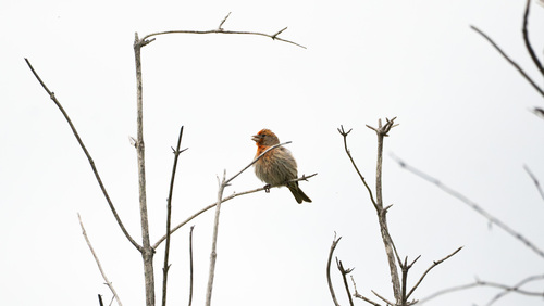 iNaturalist observation photo of House Finch