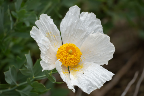 iNaturalist observation photo of Coulter's matilija poppy