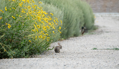 iNaturalist observation photo of Desert Cottontail