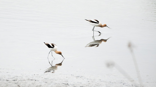 iNaturalist observation photo of American Avocet