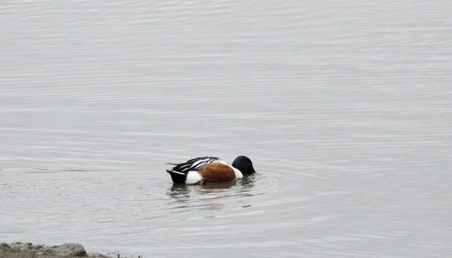 iNaturalist observation photo of Northern Shoveler