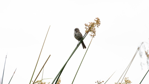 iNaturalist observation photo of Song Sparrow