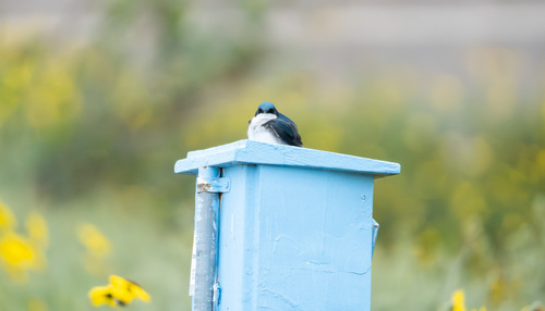 iNaturalist observation photo of Tree Swallow
