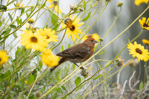 iNaturalist observation photo of House Finch