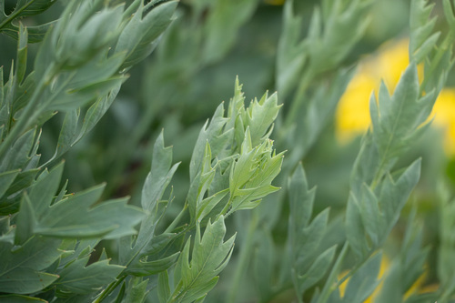 iNaturalist observation photo of Coulter's matilija poppy