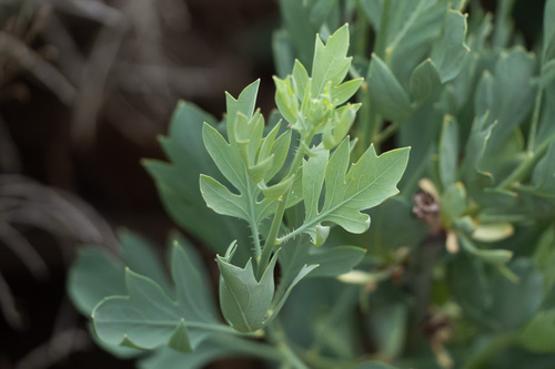 iNaturalist observation photo of Coulter's matilija poppy