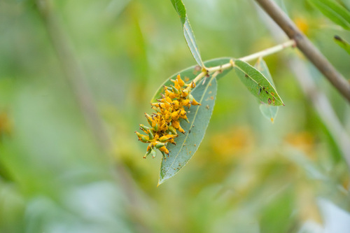 iNaturalist observation photo of Goodding's willow
