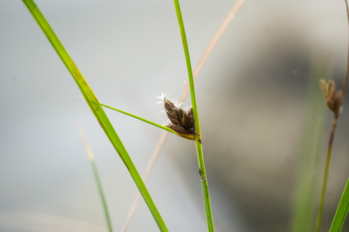 iNaturalist observation photo of sea clubrush