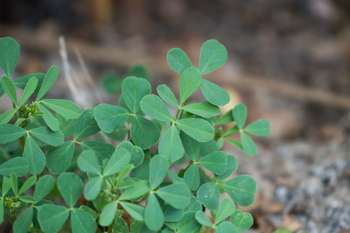 iNaturalist observation photo of small melilot