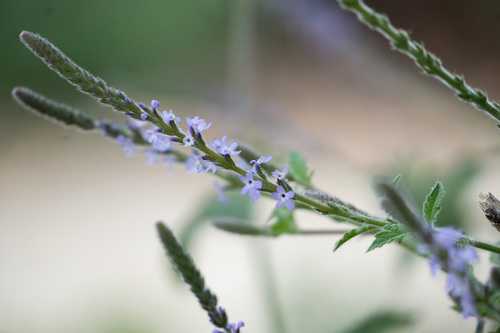 iNaturalist observation photo of western vervain