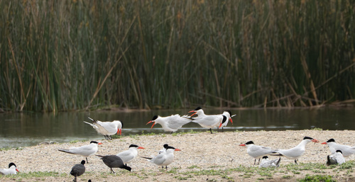 iNaturalist observation photo of Caspian Tern