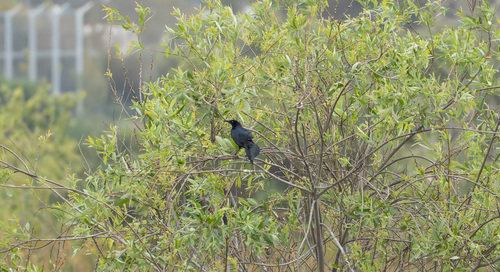 iNaturalist observation photo of Great-tailed Grackle