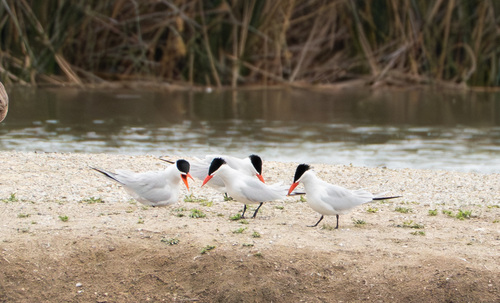 iNaturalist observation photo of Caspian Tern