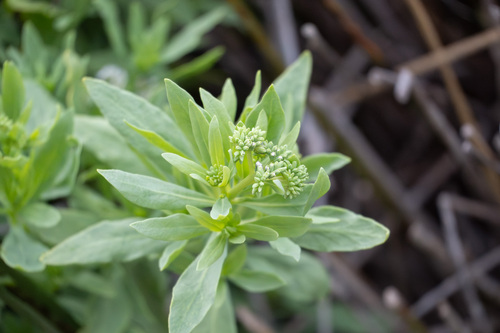 iNaturalist observation photo of alkali heliotrope
