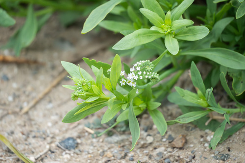 iNaturalist observation photo of alkali heliotrope