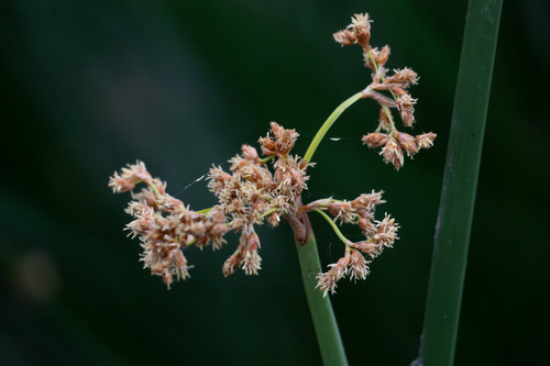 iNaturalist observation photo of California bulrush