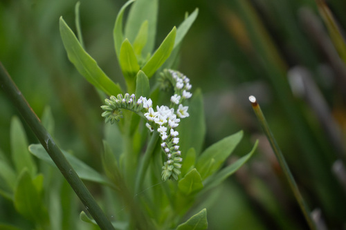 iNaturalist observation photo of alkali heliotrope