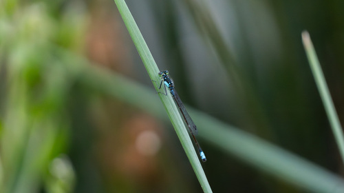 iNaturalist observation photo of Pacific Forktail