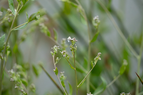 iNaturalist observation photo of broadleaved pepperweed