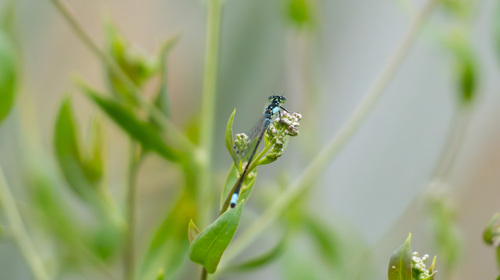 iNaturalist observation photo of Pacific Forktail