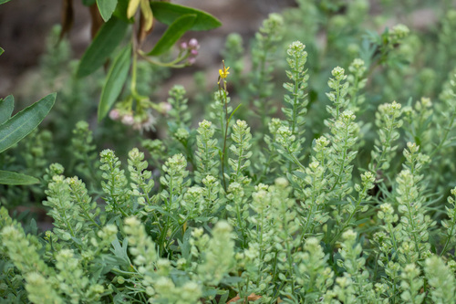 iNaturalist observation photo of Veiny Pepperweed