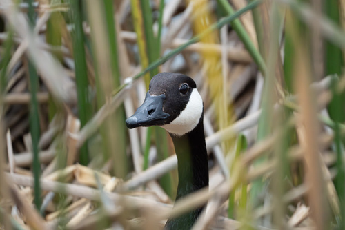 iNaturalist observation photo of Canada Goose