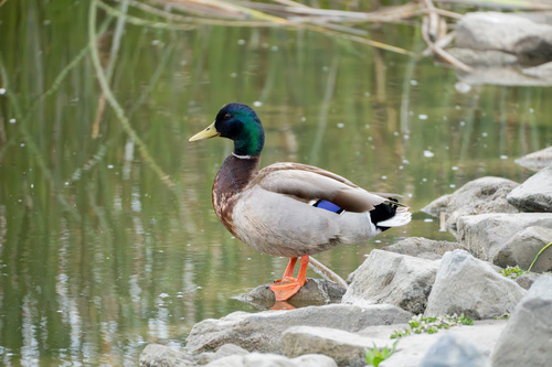 iNaturalist observation photo of Mallard