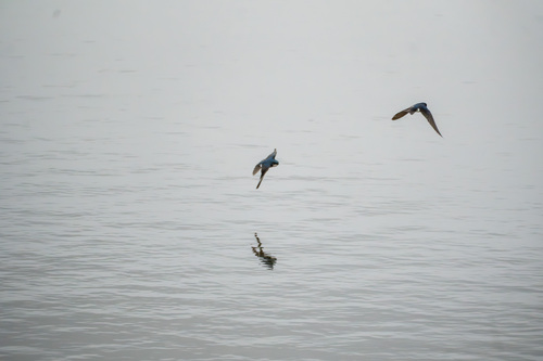 iNaturalist observation photo of Tree Swallow