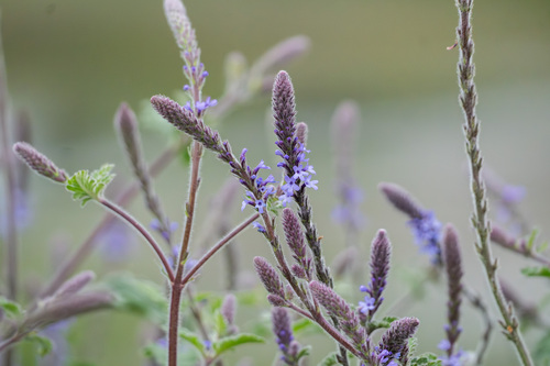 iNaturalist observation photo of western vervain