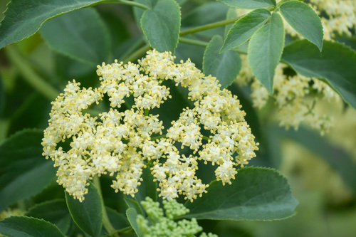iNaturalist observation photo of Blue Elderberry
