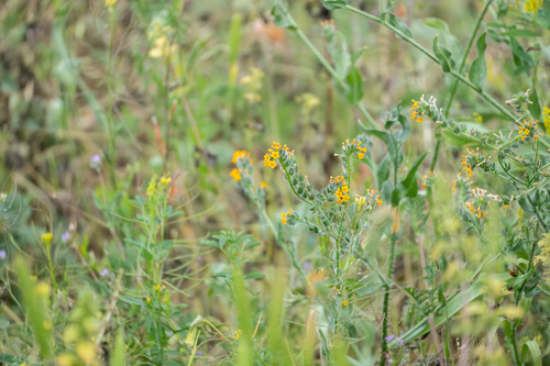 iNaturalist observation photo of Common Fiddleneck